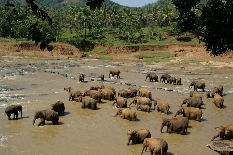 srilanks-elephants.jpg