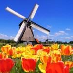 Dutch-windmills-with-vibrant-tulips