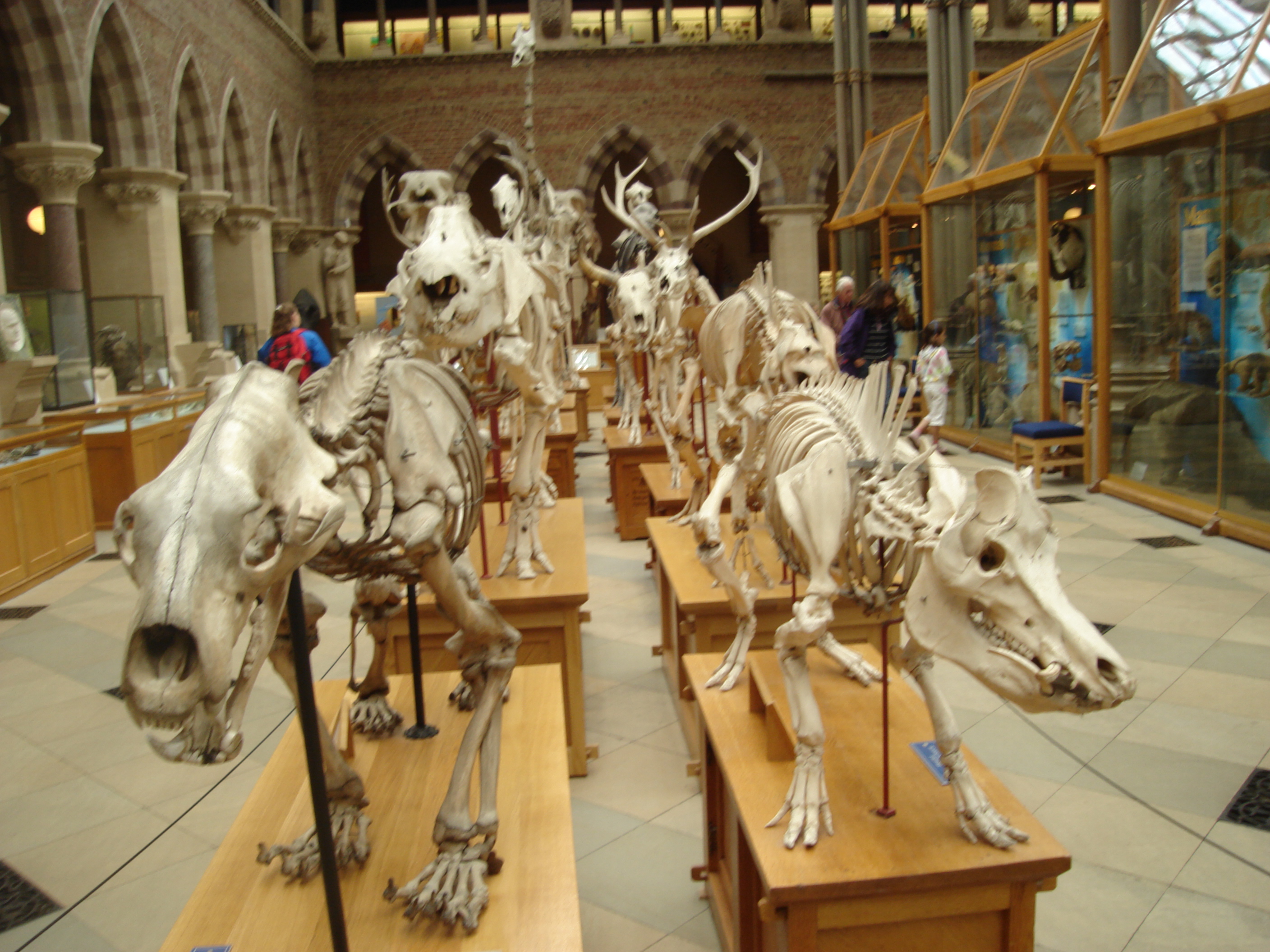 Dinasours in Oxford Museum, UK