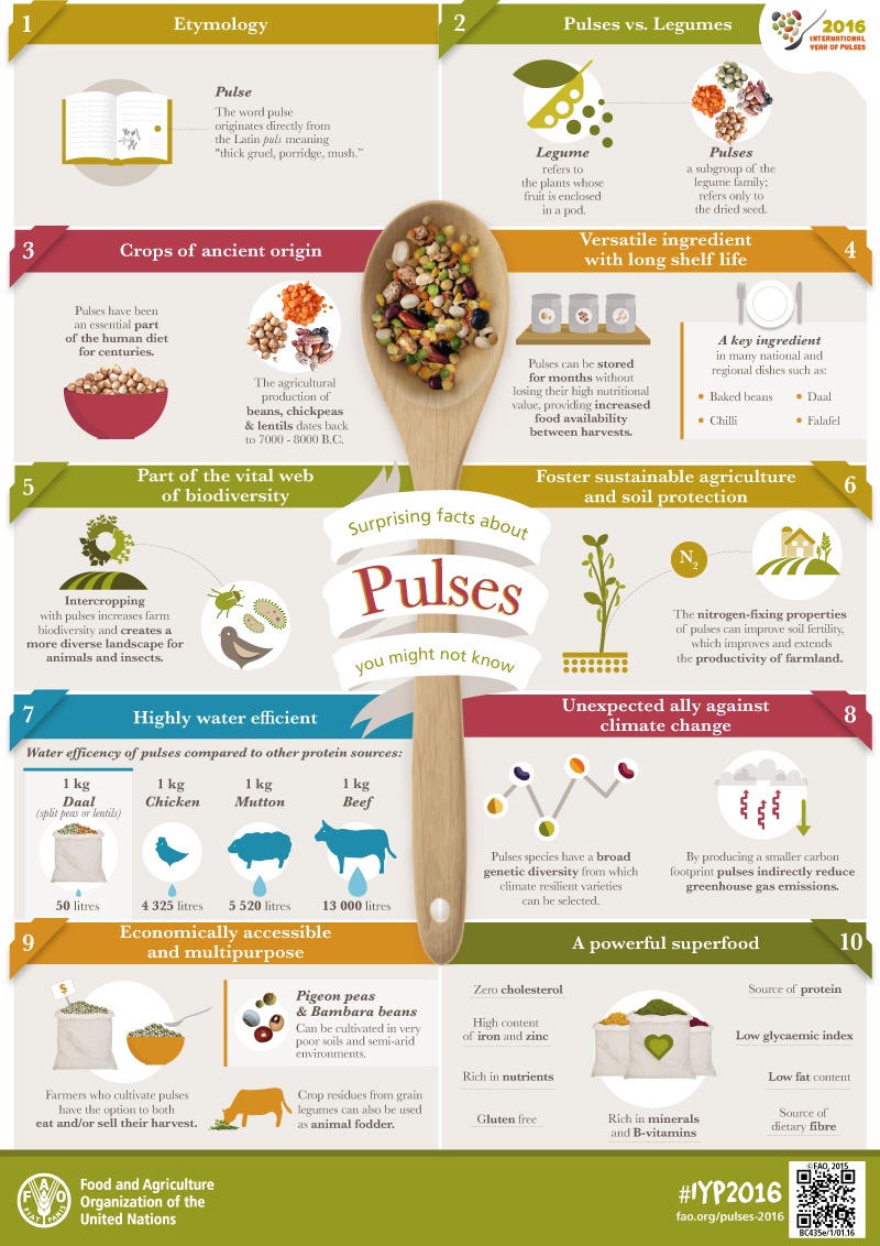 Pulses-Facts-infographic