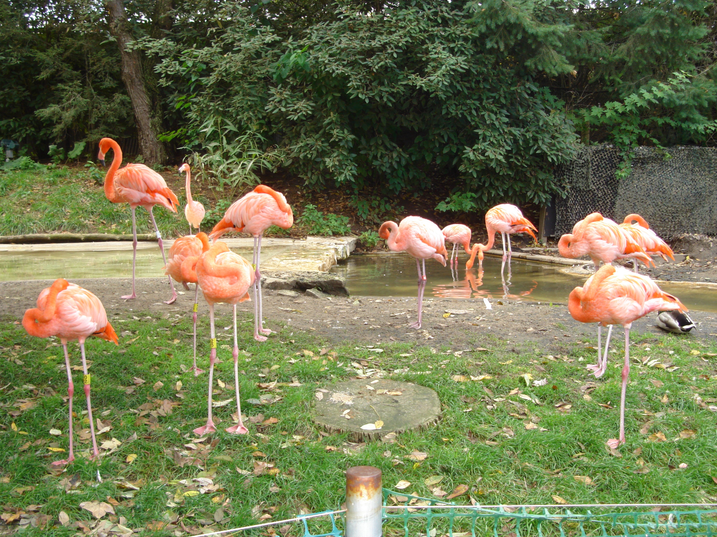 zoo-bird-photo
