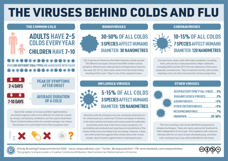 The Viruses Behind Colds And Flu Infographic